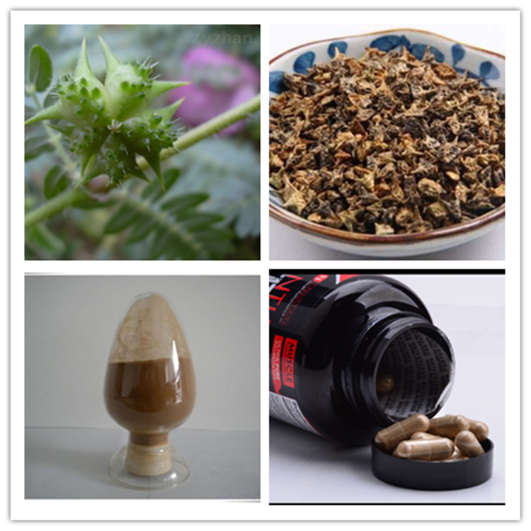 epimedium tribulus terrestris extract buy Xiaojinmi