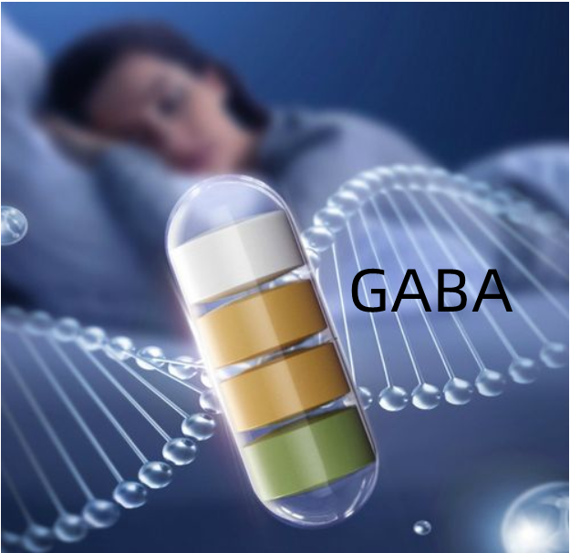 γ－aminobutyric Acid (GABA)