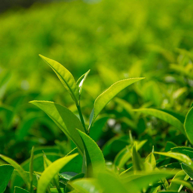 Green Tea Extract Tea Polyphenols 10%-98%